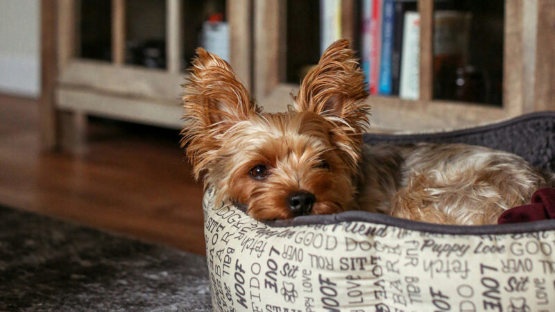 愛犬との楽しい日々、かけがえのない思い出たち