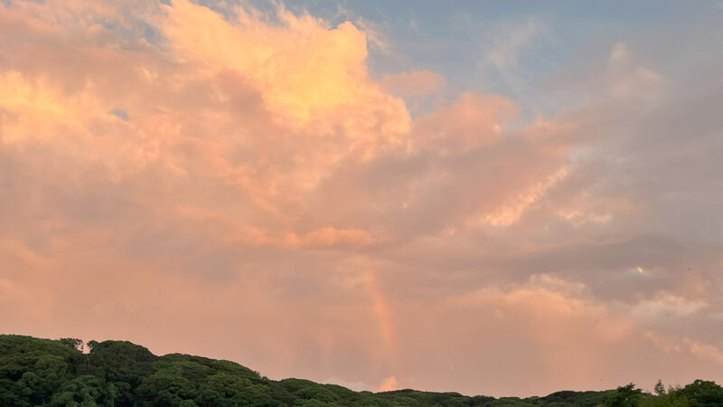 桜坂で見た虹、ひまわりが咲く夏に幸運が到来か…